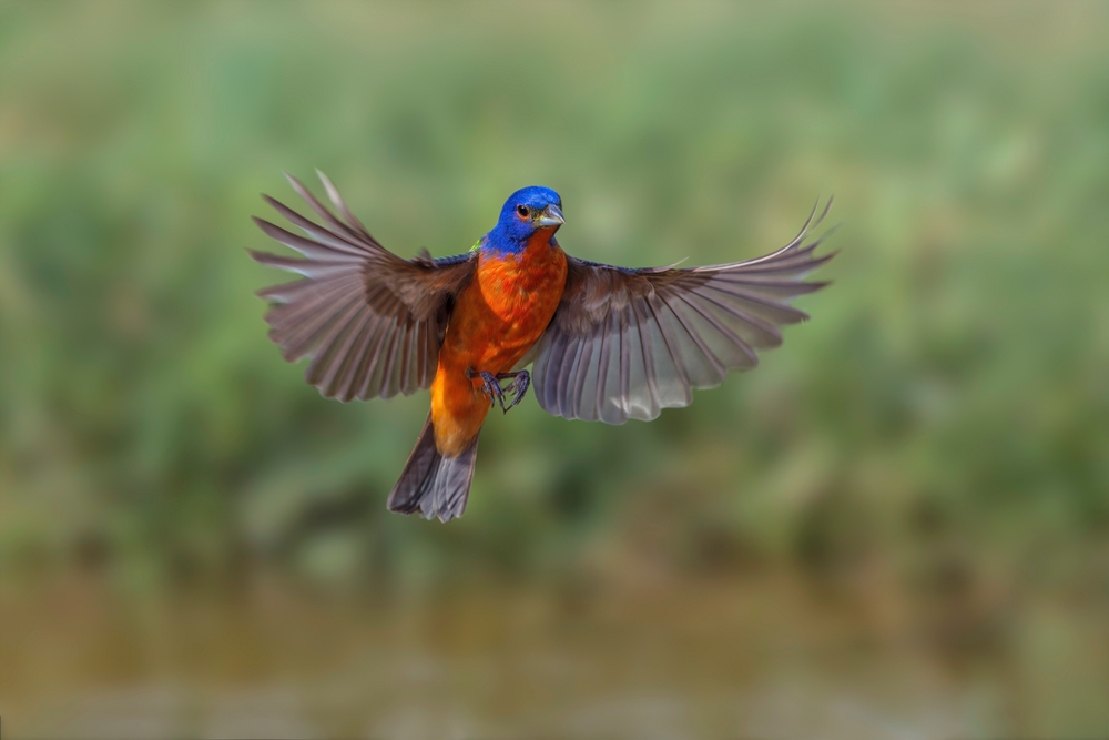 Bird in mid flight